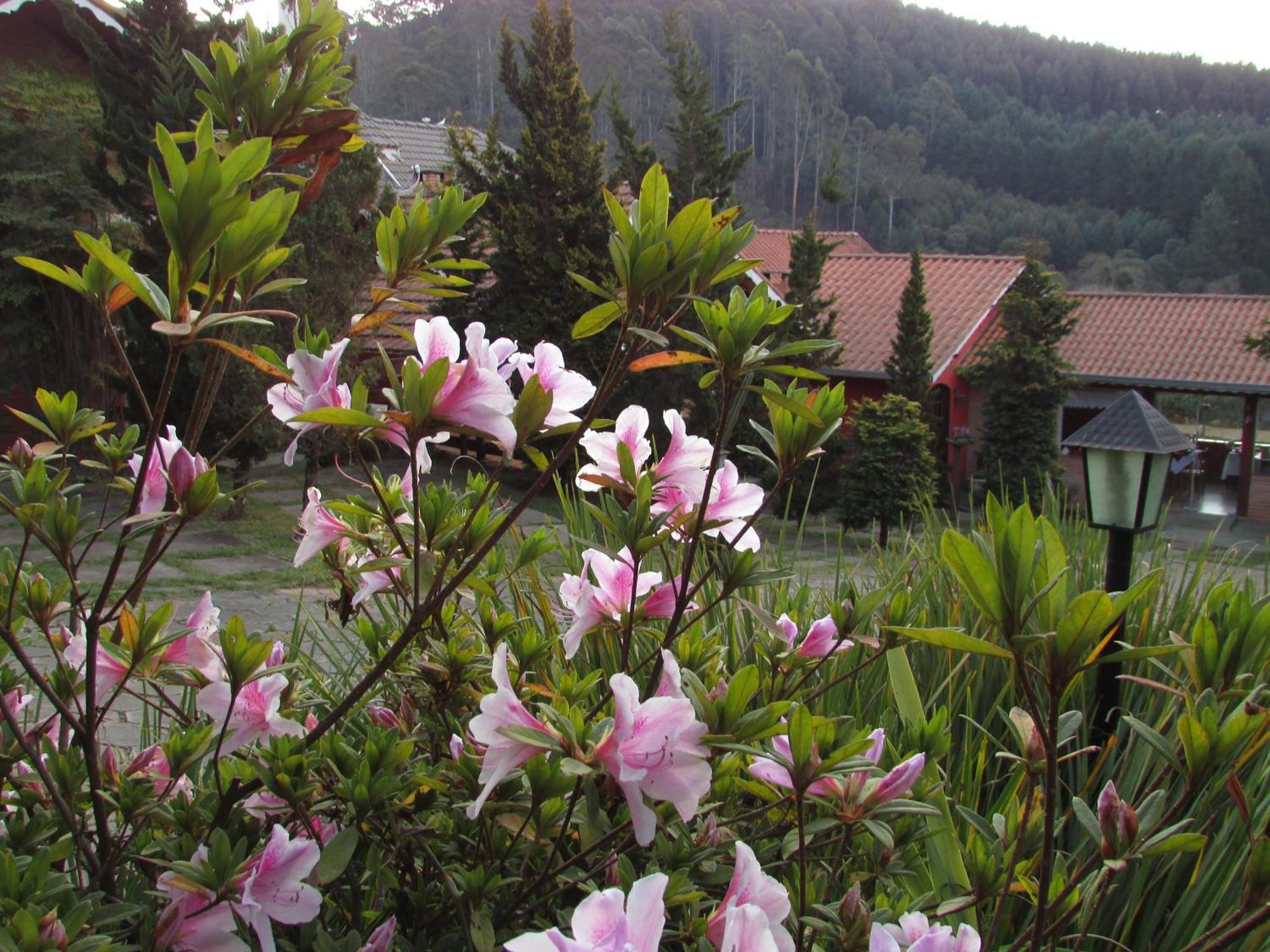 Pousada Flores Da Serra Monteverde Extérieur photo